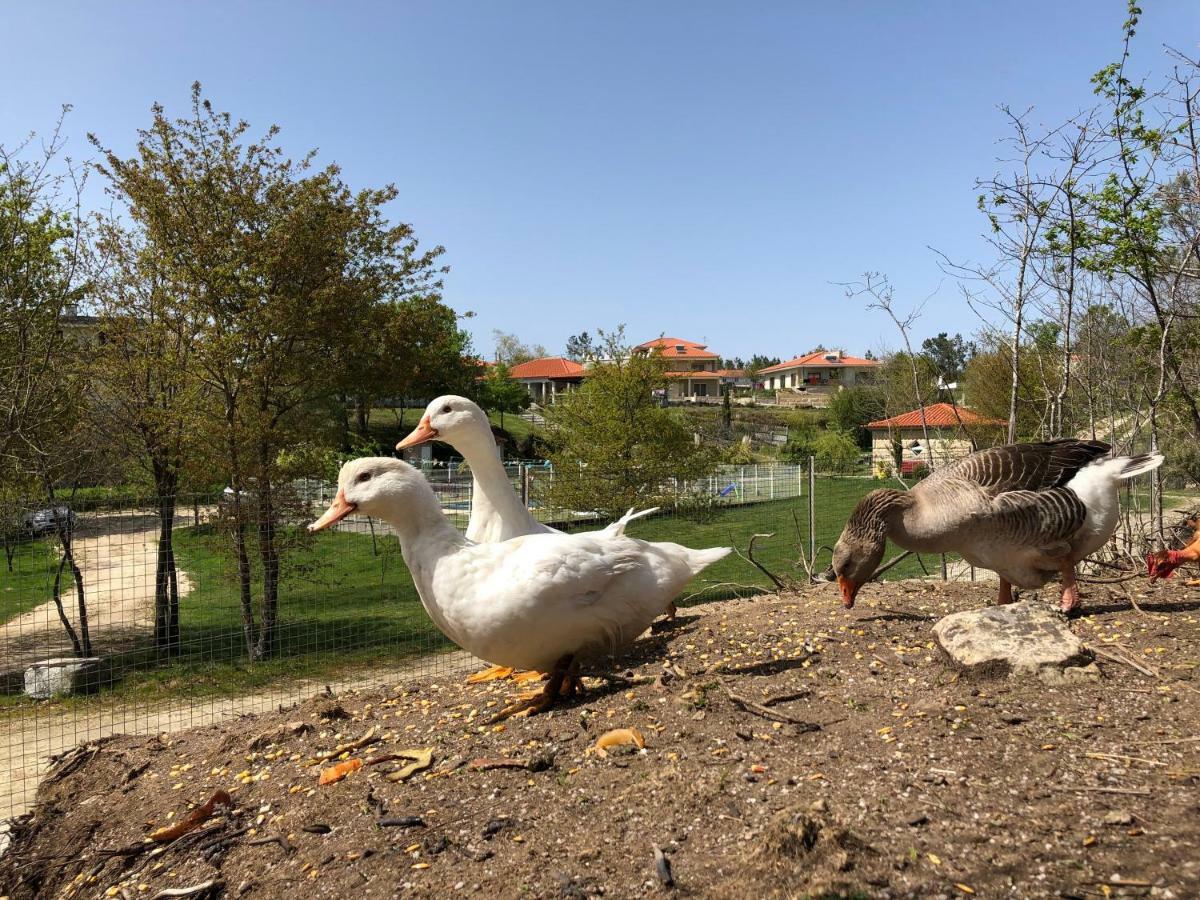 Casa vacanze Casa Da Quinta Da Prelada Simao Partie Basse Celorico De Basto
